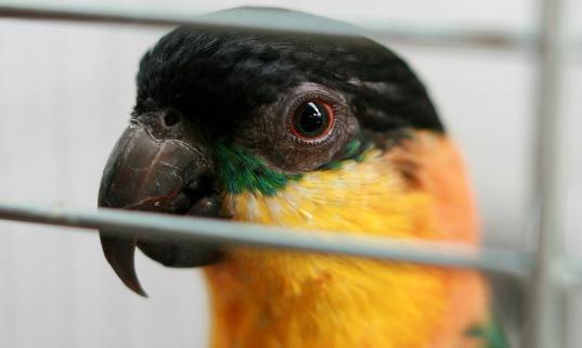 黑頭凱克鸚鵡是什么?黑頭凱克鸚鵡的生活習性