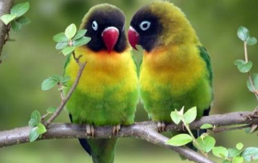 黑頭凱克鸚鵡如何繁殖?黑頭凱克鸚鵡的飼養方法