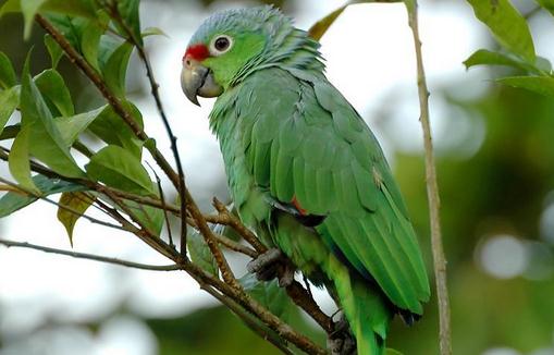 紅額亞馬遜鸚鵡的簡介 紅額亞馬遜鸚鵡的產地