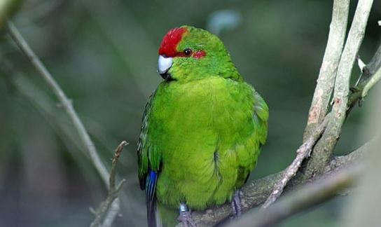 紅額鸚鵡的產地 紅額鸚鵡的簡介