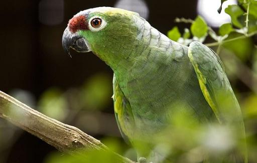 紅額鸚鵡的飼養(yǎng)方法 紅額鸚鵡的價(jià)格