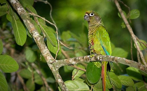紅腹金剛鸚鵡產自哪里？紅腹金剛鸚鵡的簡介