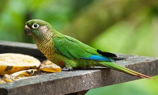 紅腹金剛鸚鵡的價格 紅腹金剛鸚鵡的飼養方法
