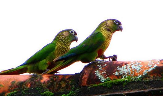 紅腹鸚鵡是怎樣的？紅腹鸚鵡的產地