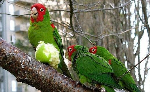 紅面具錐尾鸚鵡簡介 紅面具錐尾鸚鵡的生存環境