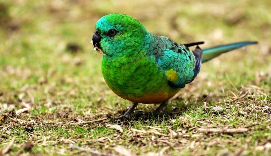 紅腰鸚鵡產自哪里？紅腰鸚鵡的簡介