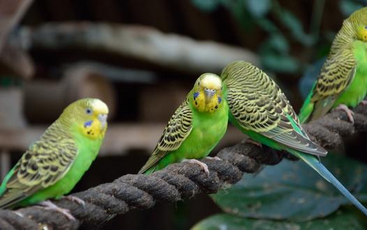 虎皮鸚鵡怎么分公母?虎皮鸚鵡會長大嗎?