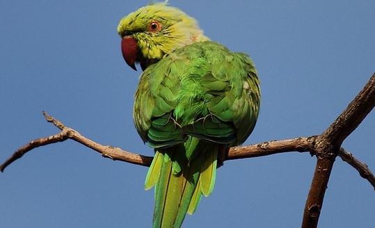 環頸鸚鵡的簡介 環頸鸚鵡的產地