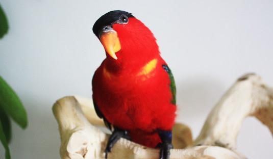 黃兜吸蜜鸚鵡多少錢能買?黃兜吸蜜鸚鵡的飼養方法