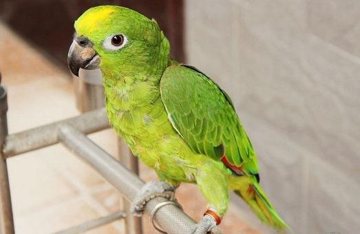 黃冠亞馬遜鸚鵡飼養方法 黃冠亞馬遜鸚鵡的價格