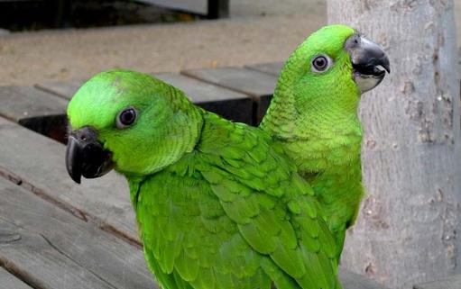 黃頸亞馬遜鸚鵡的簡介 黃頸亞馬遜鸚鵡的產(chǎn)地