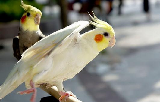 雞尾鸚鵡的外形特征 雞尾鸚鵡的簡(jiǎn)介