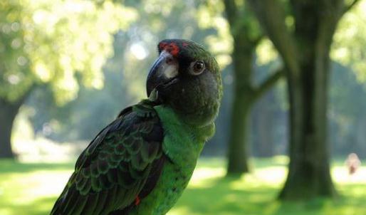 賈丁氏鸚鵡的飼養(yǎng)方法 賈丁氏鸚鵡的繁殖方法