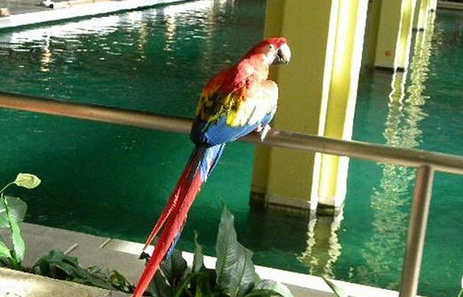 金領金剛鸚鵡的飼養方法 金領金剛的鸚鵡價格