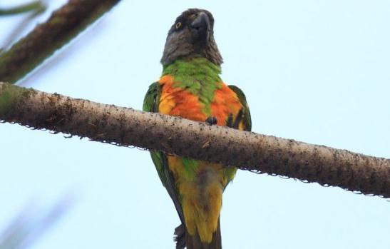 金色錐尾鸚鵡的飼養方法 金色錐尾鸚鵡的價格