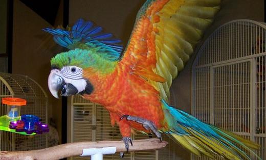 軍艦金剛鸚鵡的壽命有多久？軍艦金剛鸚鵡的價格