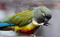 黑帽錐尾鸚鵡的簡介 黑帽錐尾鸚鵡的產(chǎn)地