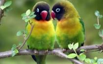 黑頭凱克鸚鵡如何繁殖？黑頭凱克鸚鵡的飼養方法