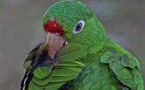 紅額金剛鸚鵡的飼養方法 紅額金剛鸚鵡的價格