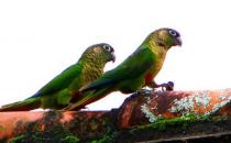 紅腹鸚鵡是怎樣的？紅腹鸚鵡的產地