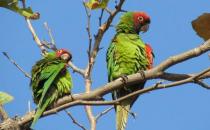 紅面具錐尾鸚鵡的飼養方法 紅面具錐尾鸚鵡的價格