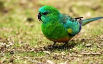 紅腰鸚鵡產(chǎn)自哪里？紅腰鸚鵡的簡介