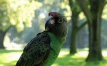 賈丁氏鸚鵡的飼養方法 賈丁氏鸚鵡的繁殖方法