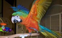 軍艦金剛鸚鵡的壽命有多久？軍艦金剛鸚鵡的價格
