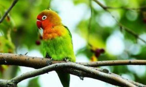 快速鸚鵡的飼養(yǎng)方法 快速鸚鵡的特征