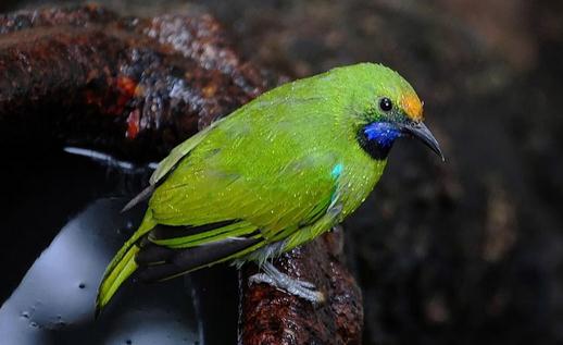 藍翅金剛鸚鵡的飼養方法 藍翅金剛鸚鵡的壽命