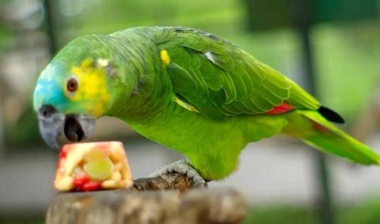 藍頂亞馬遜鸚鵡產自哪里?藍頂亞馬遜鸚鵡的簡介
