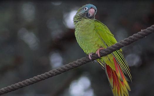 藍冠錐尾鸚鵡的生活習性 藍冠錐尾鸚鵡的飼養方法