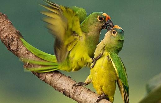 藍喉錐尾鸚鵡產自哪里？藍喉錐尾鸚鵡的簡介