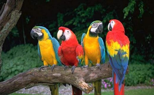 藍(lán)頭金剛鸚鵡的簡介 藍(lán)頭金剛鸚鵡產(chǎn)地