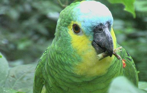 藍頭鸚鵡的飼養(yǎng)方法 藍頭鸚鵡的價格
