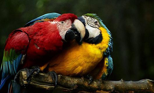 栗額金剛鸚鵡的簡介 栗額金剛鸚鵡的產地