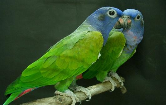 鱗頭鸚鵡是怎樣的?鱗頭鸚鵡的產地