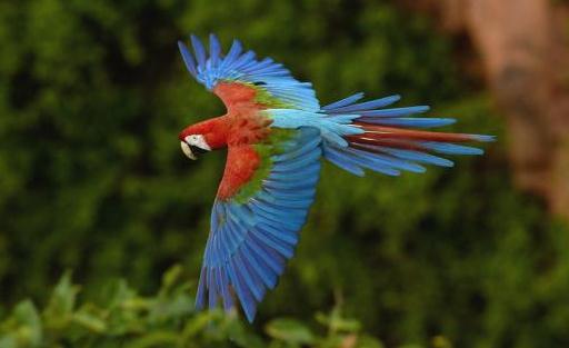 綠翅金剛鸚鵡怎么繁殖?綠翅金剛鸚鵡的飼養方法