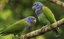 藍頭金剛鸚鵡的飼養方法 藍頭金剛鸚鵡的價格