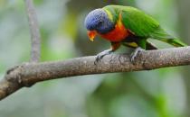 藍頭鸚鵡是怎樣的？藍頭鸚鵡的產地