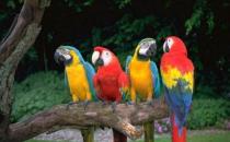 栗額金剛鸚鵡飼養(yǎng)方法 栗額金剛鸚鵡的價格