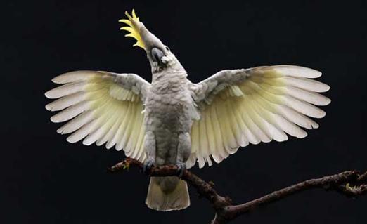 摩鹿加鳳頭鸚鵡簡介-摩鹿加鳳頭鸚鵡生長環(huán)境