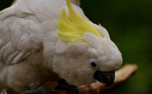 摩鹿加鳳頭鸚鵡如何繁殖?摩鹿加鳳頭鸚鵡飼養方法