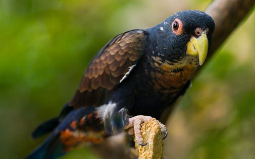 青銅翅鸚鵡的產地 青銅翅鸚鵡的簡介