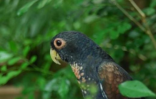 青銅翅鸚鵡的價格 青銅翅鸚鵡的飼養方法