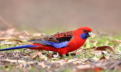 深紅玫瑰鸚鵡的簡介 深紅玫瑰鸚鵡的產(chǎn)地
