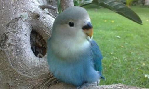 太平洋鸚鵡的產地 太平洋鸚鵡的簡介