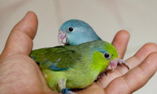 太平洋鸚鵡有什么喂養(yǎng)要點?