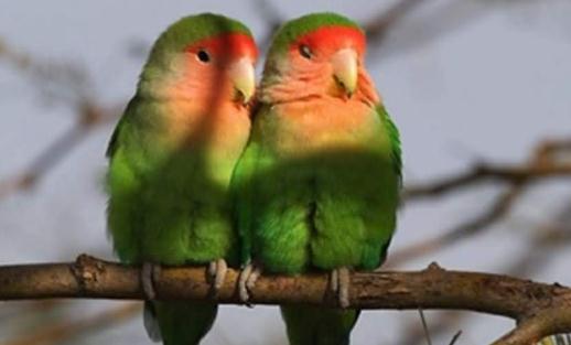 桃面愛情鳥怎么分公母?桃面愛情鳥的價格
