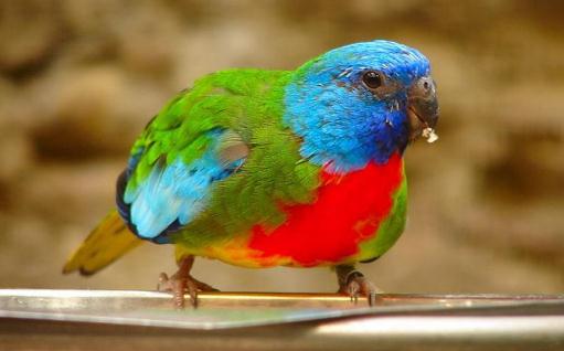 鮮紅胸鸚鵡如何飼養(yǎng)?鮮紅胸鸚鵡的產(chǎn)地